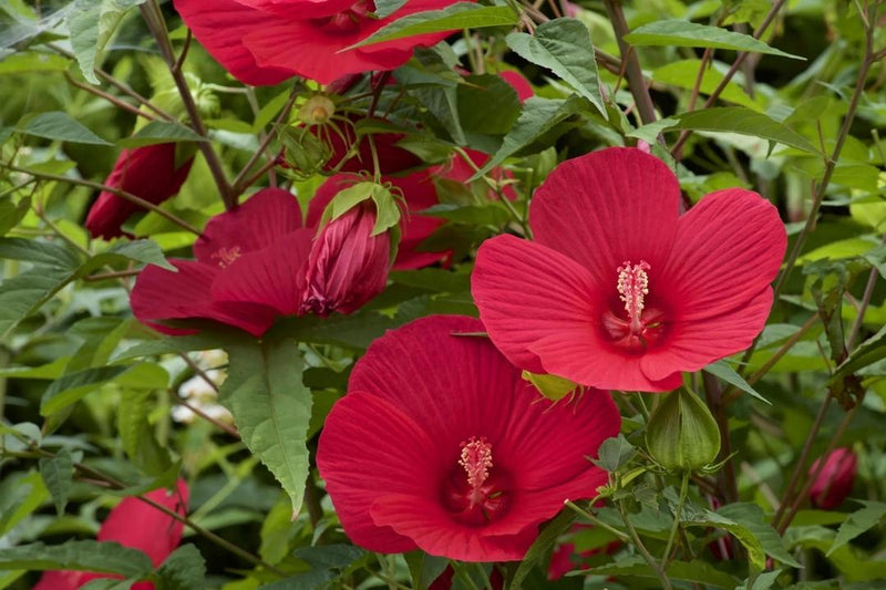How to Grow Perennial Hibiscus