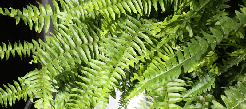 Your Guide to Caring for Indoor Ferns