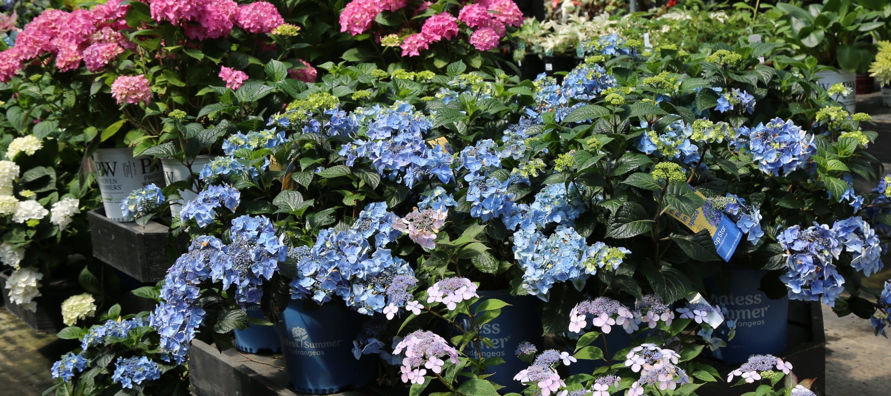 5 Ways You Can Use Hydrangeas in Your Garden