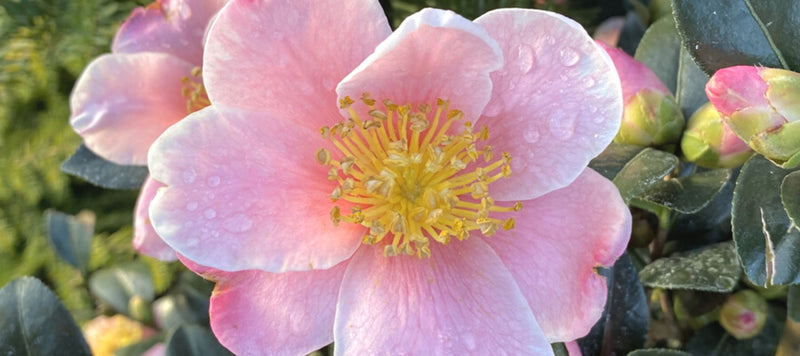 How to Grow Gorgeous Camellias in the Pacific Northwest