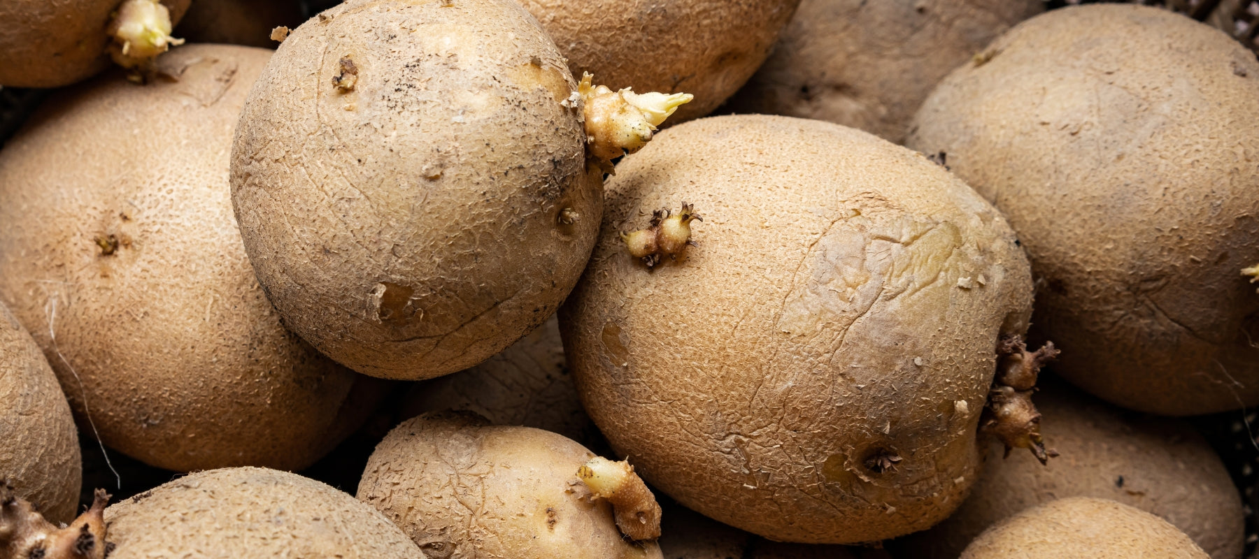 How to Grow Potatoes in the PNW