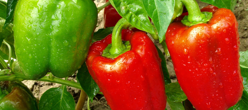 Your Guide to Growing and Harvesting Peppers