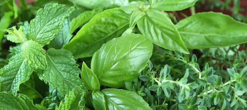 Your Guide to Growing and Harvesting Herbs