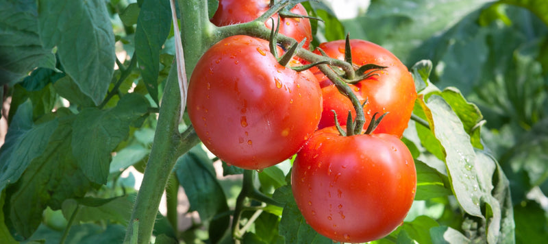Your Guide to Growing and Harvesting Tomatoes