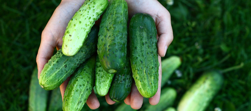 Your Guide to Growing Cucumbers & Melons