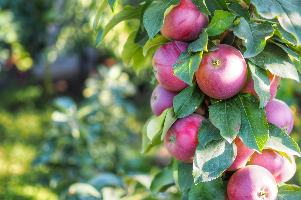 Columnar Apple Tree Care