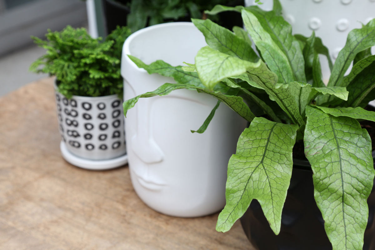 Arranging Houseplants