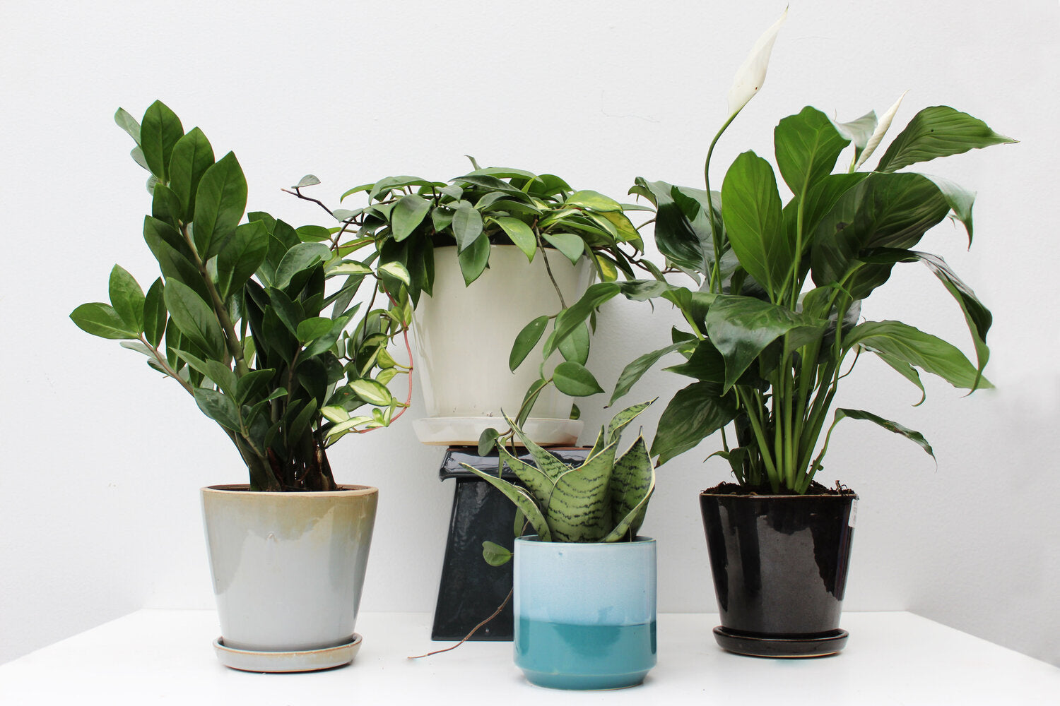 Easy to Grow Houseplants