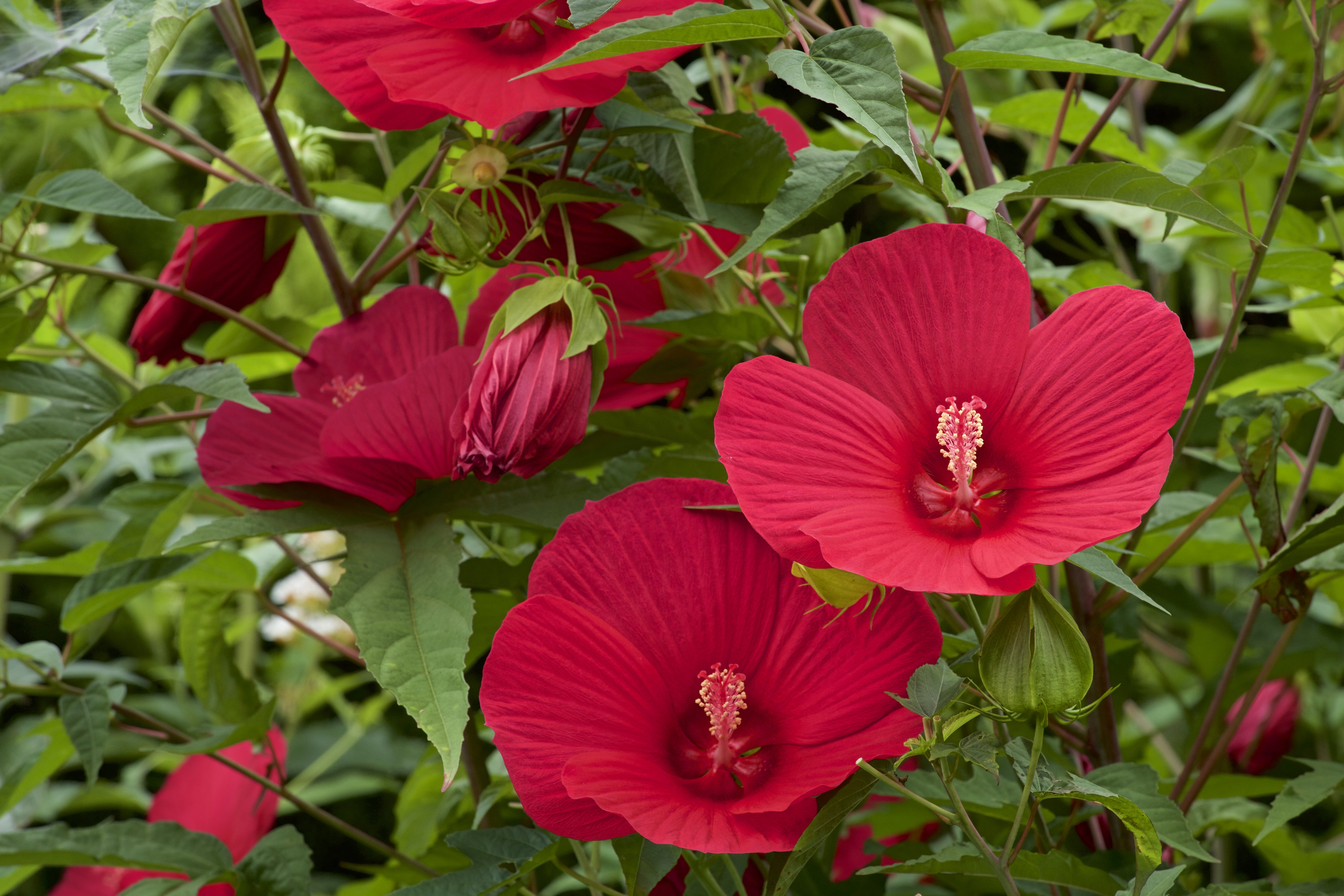 How to Grow Perennial Hibiscus