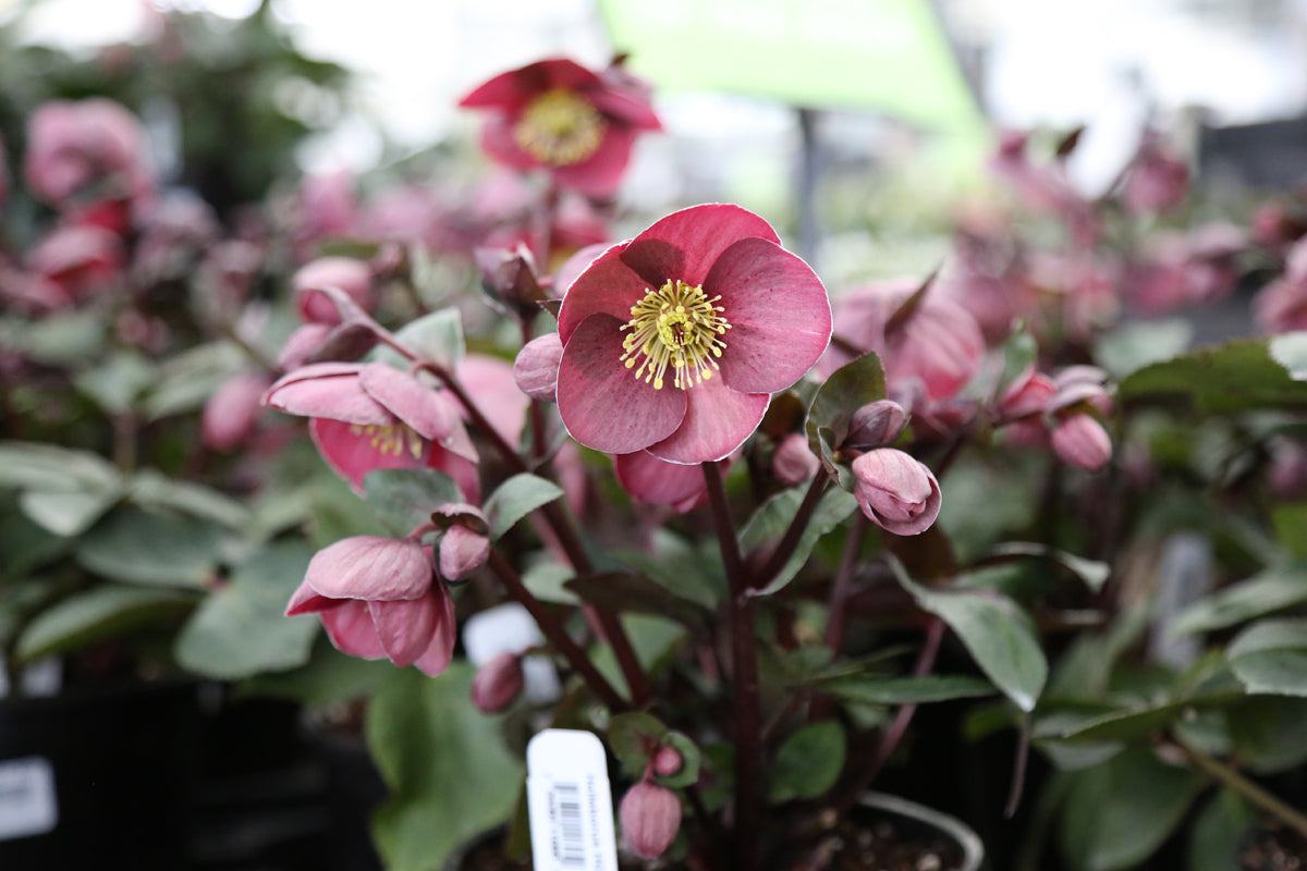 Hellebore Care Guide