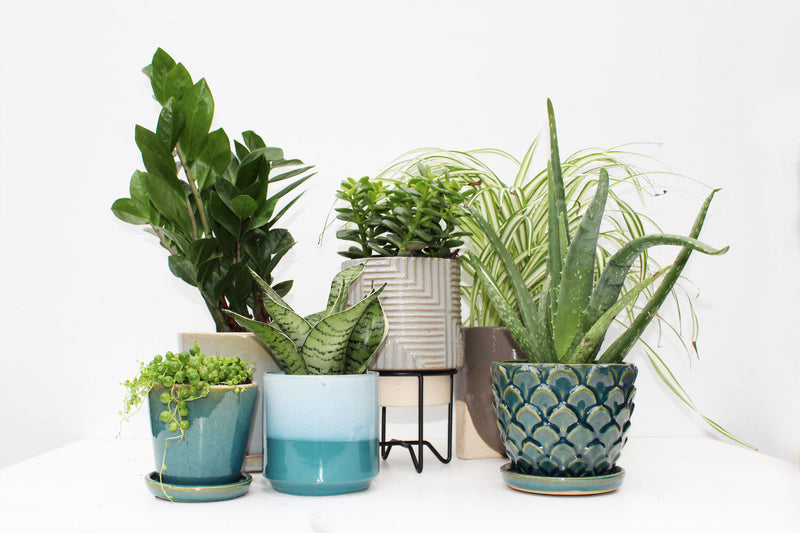 Selecting the Right Plants for the Light in Your Space