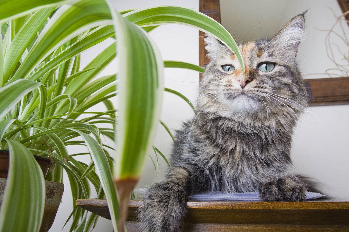 Pet-Safe Houseplants for Your Indoor Garden