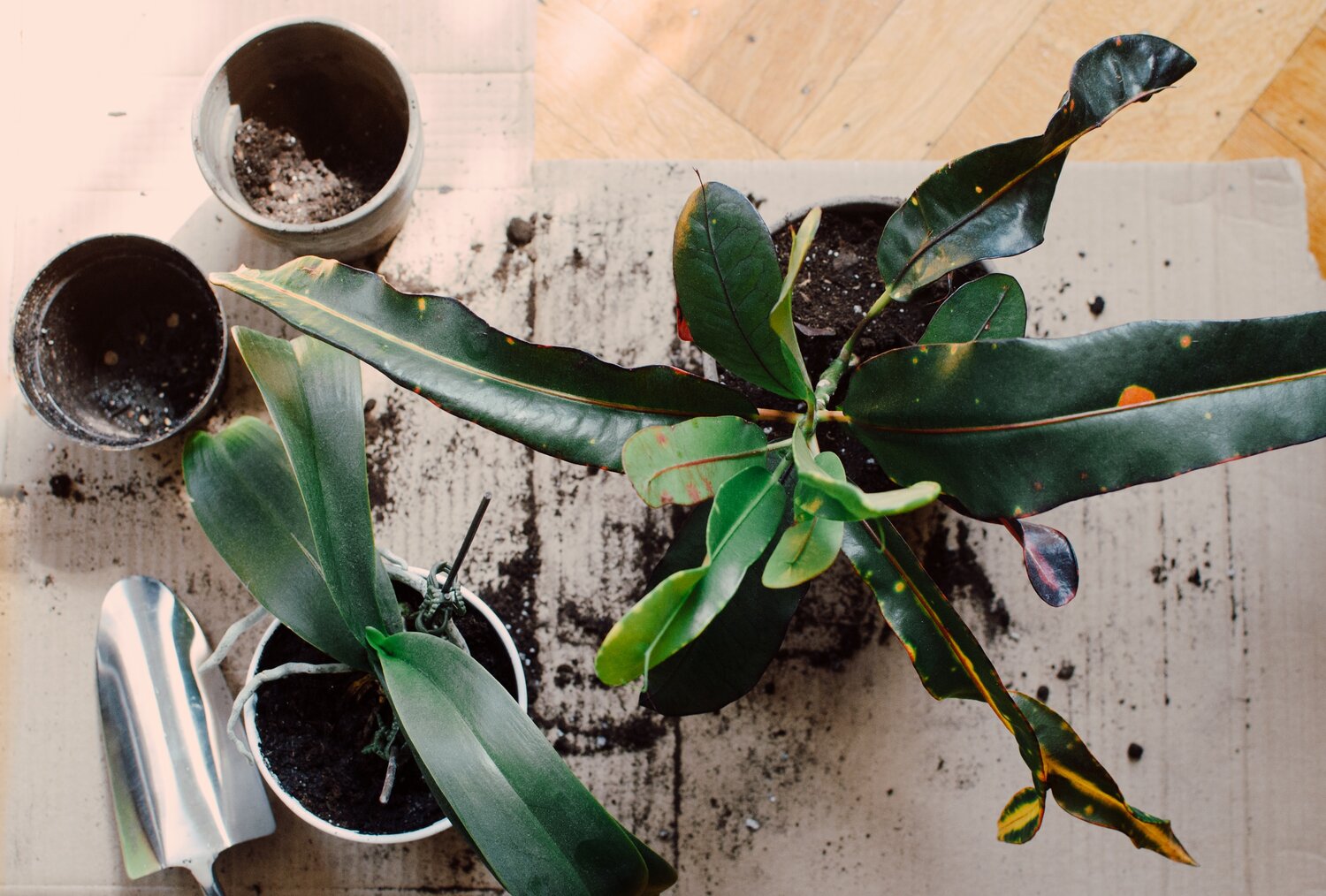 Repoating Area Repotting 201: Soil and Pots – Watson's Greenhouse