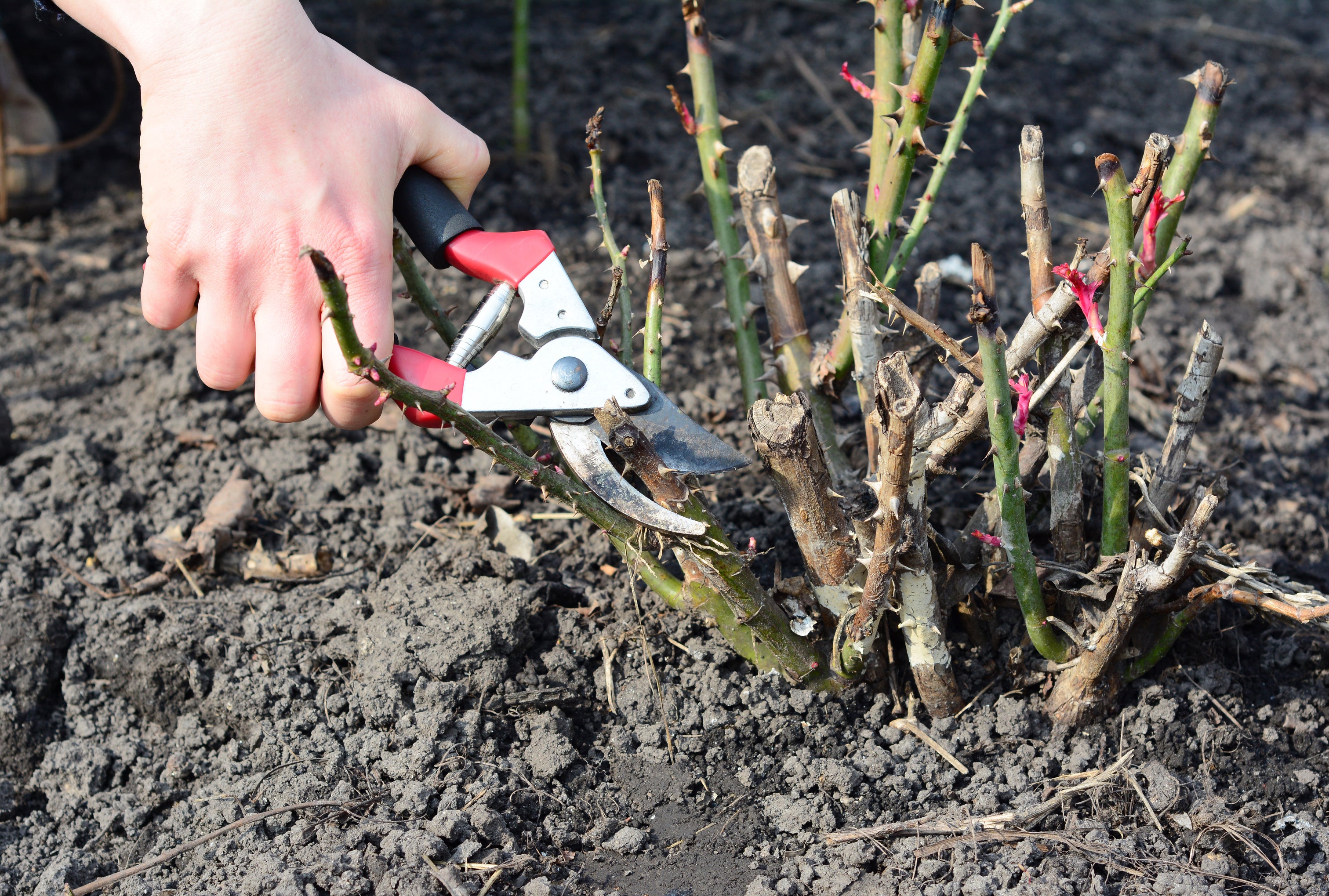 Pruning Rose Plant