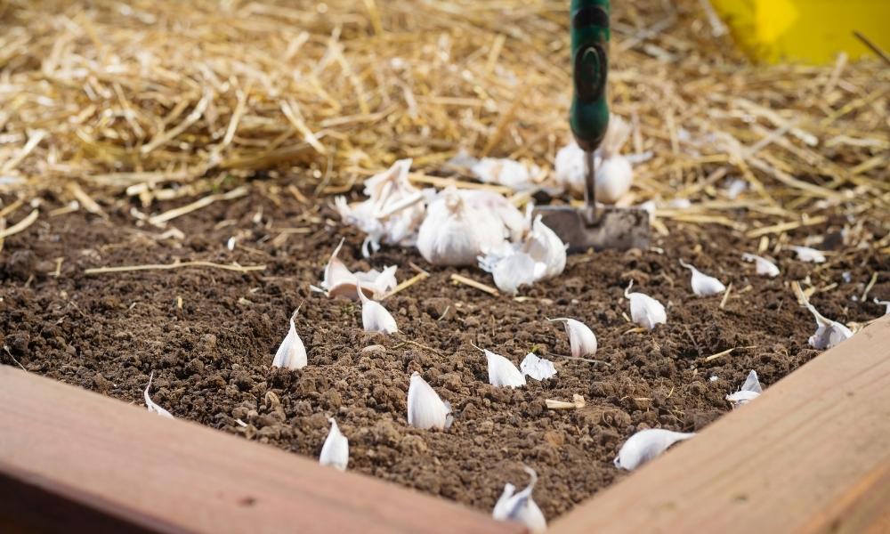 How to Plant Garlic Bulbs