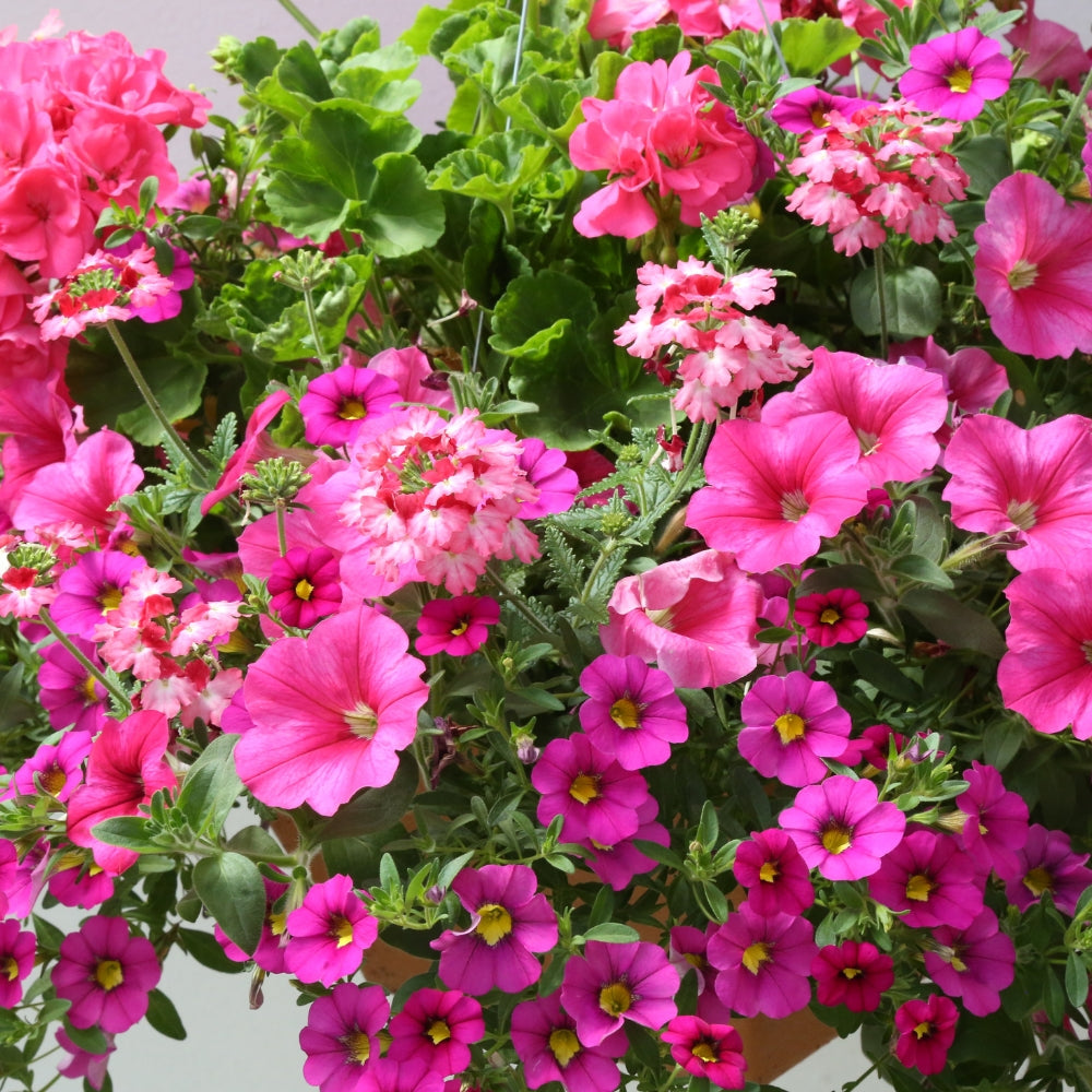 Hanging Baskets