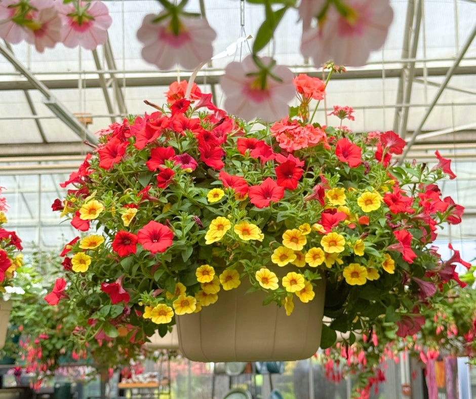 Hanging Baskets