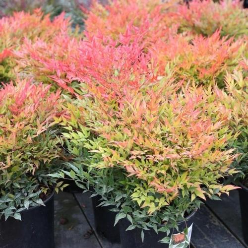 Evergreen Shrubs