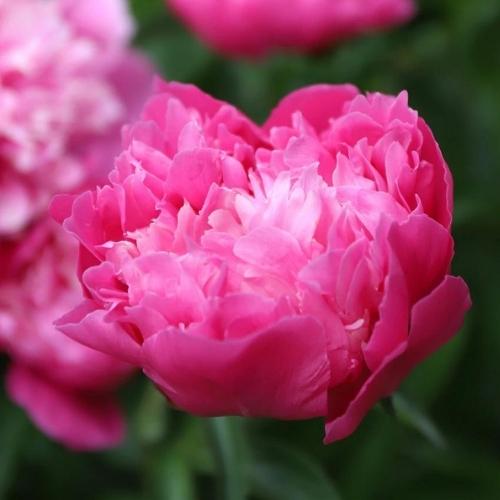 Peonies