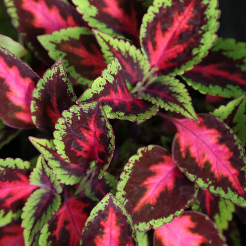 Coleus