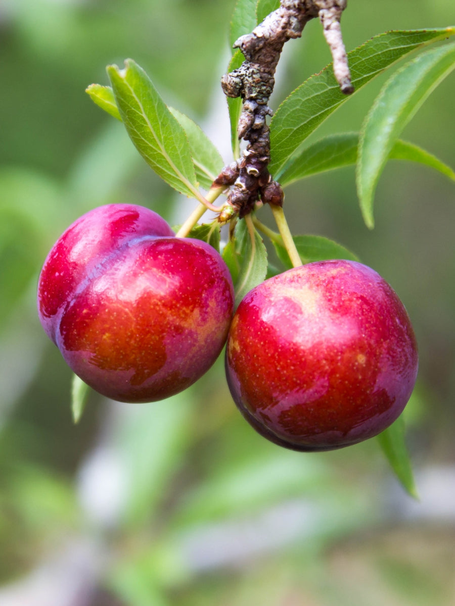 2025 Fruit Trees