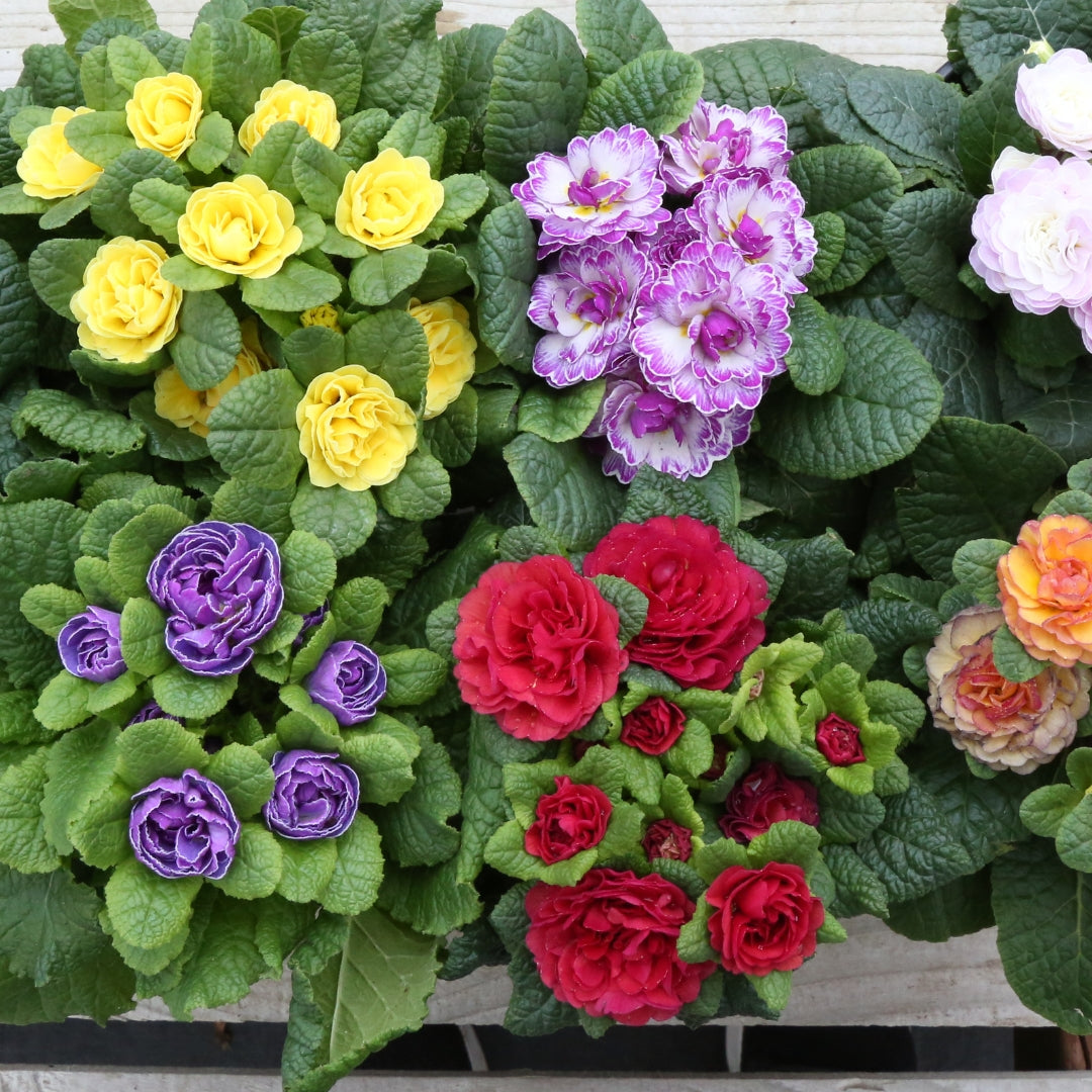 Hardy Primrose