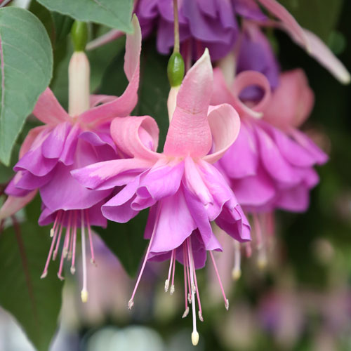 Fuchsias