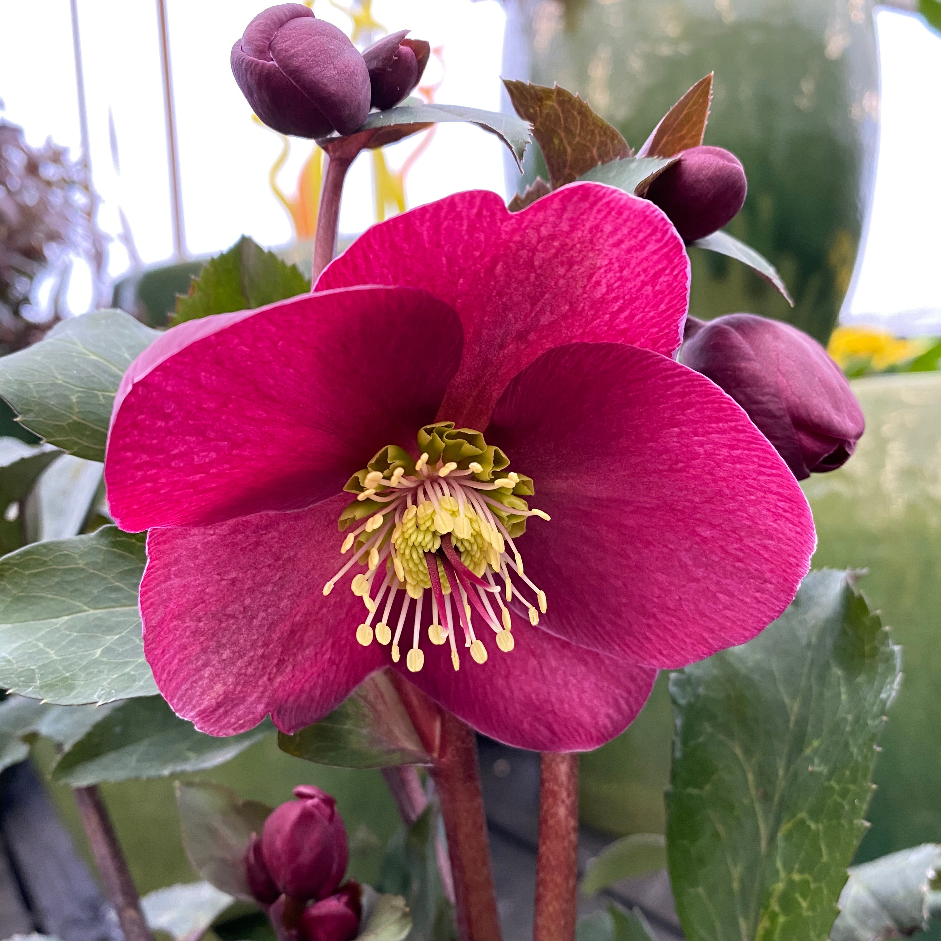 Hellebores