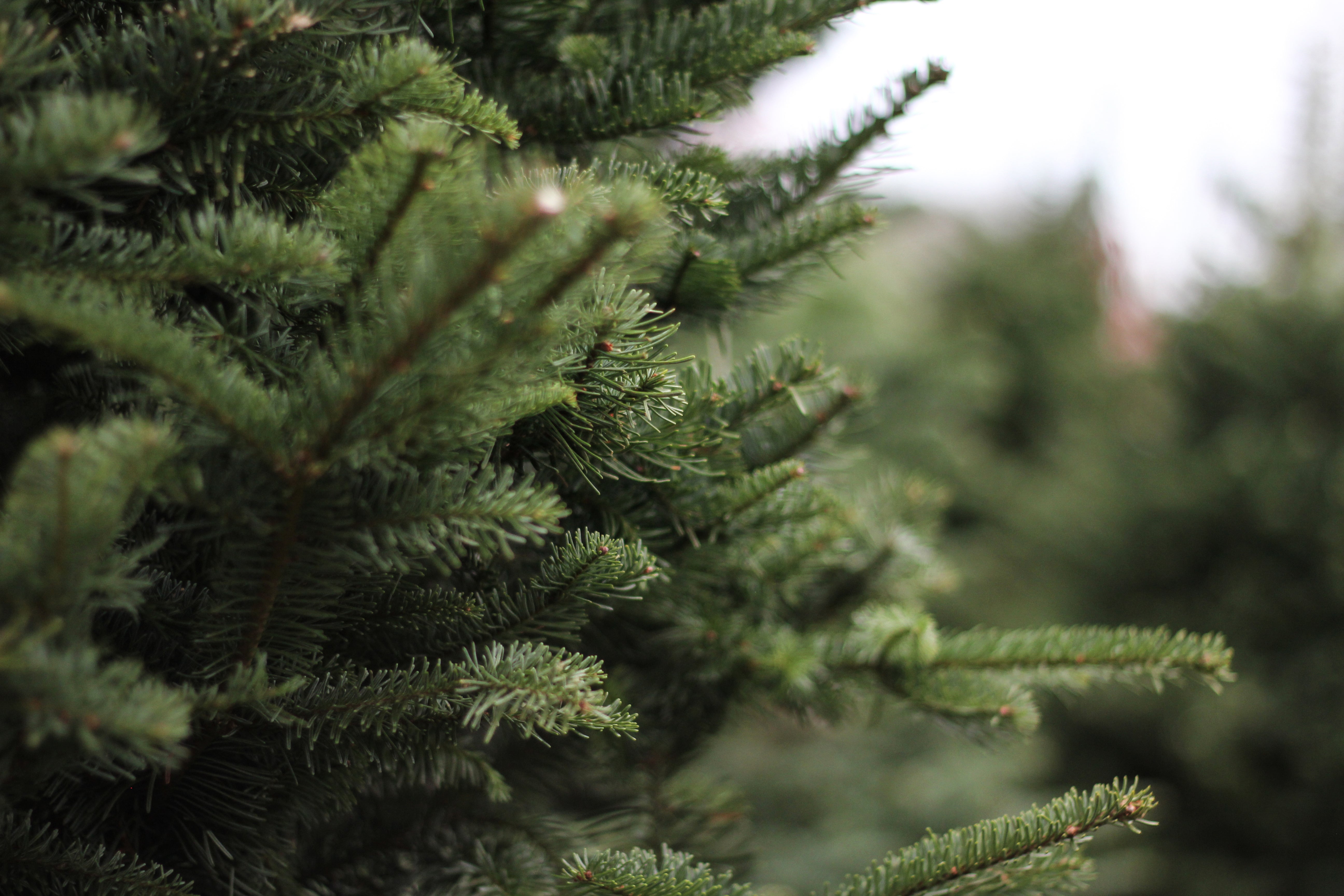 Fresh Cut Christmas Tree