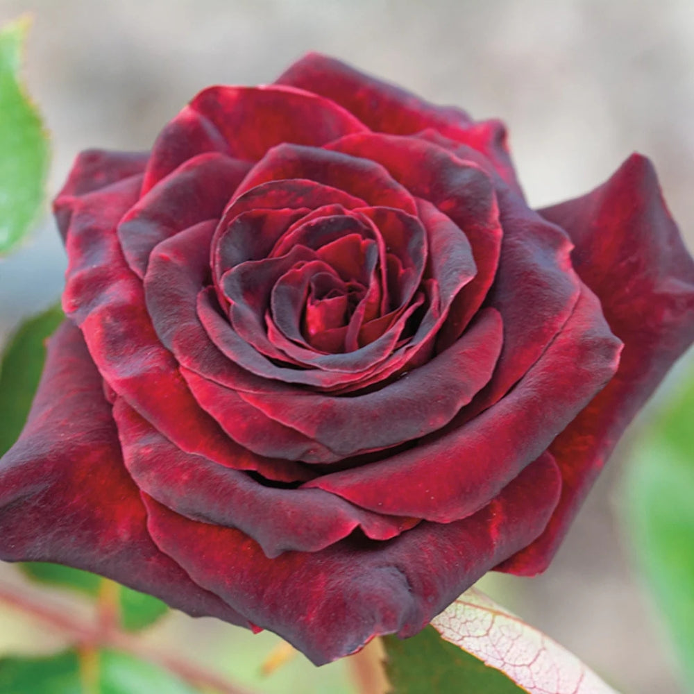 Roses Galore