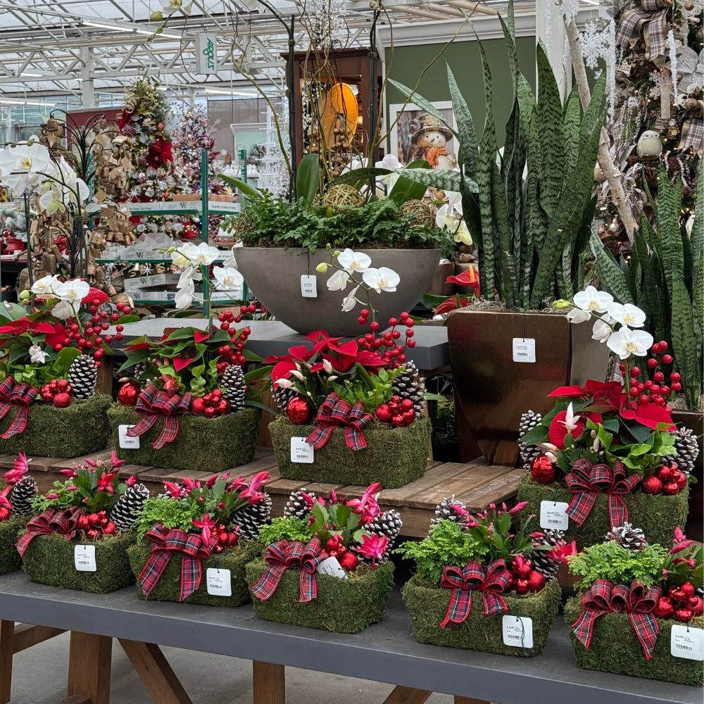 Holiday Plants