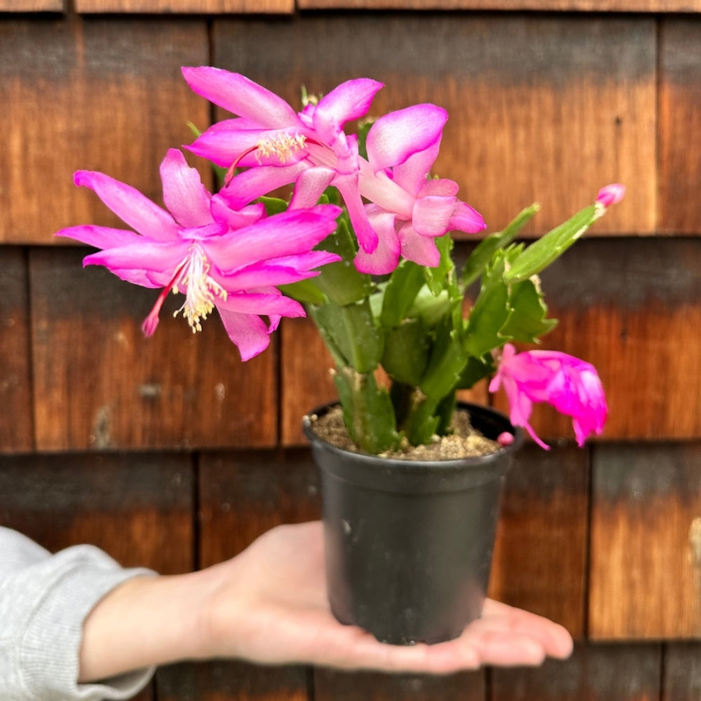 Christmas Cactus