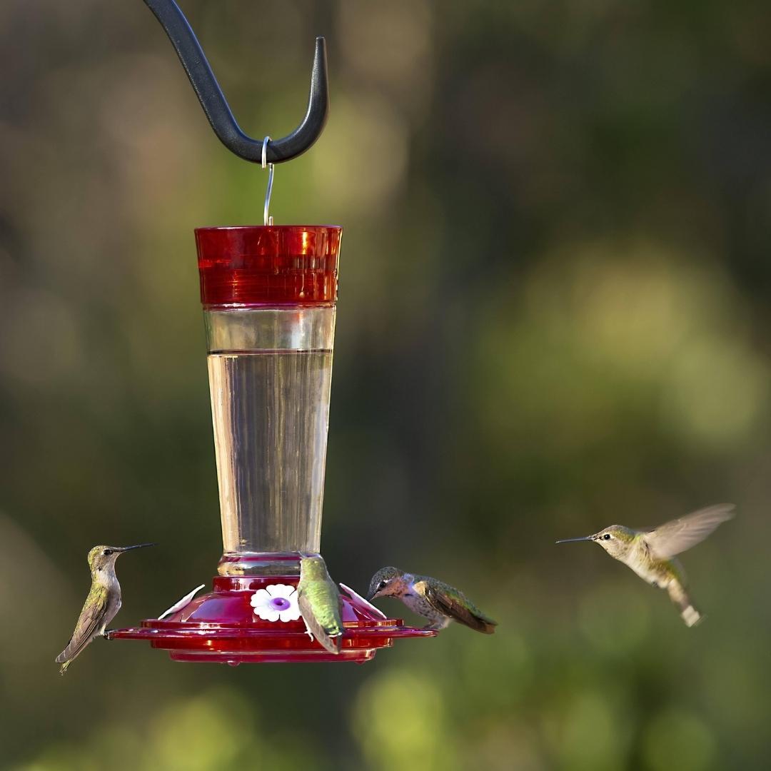 Hummingbird Feeder