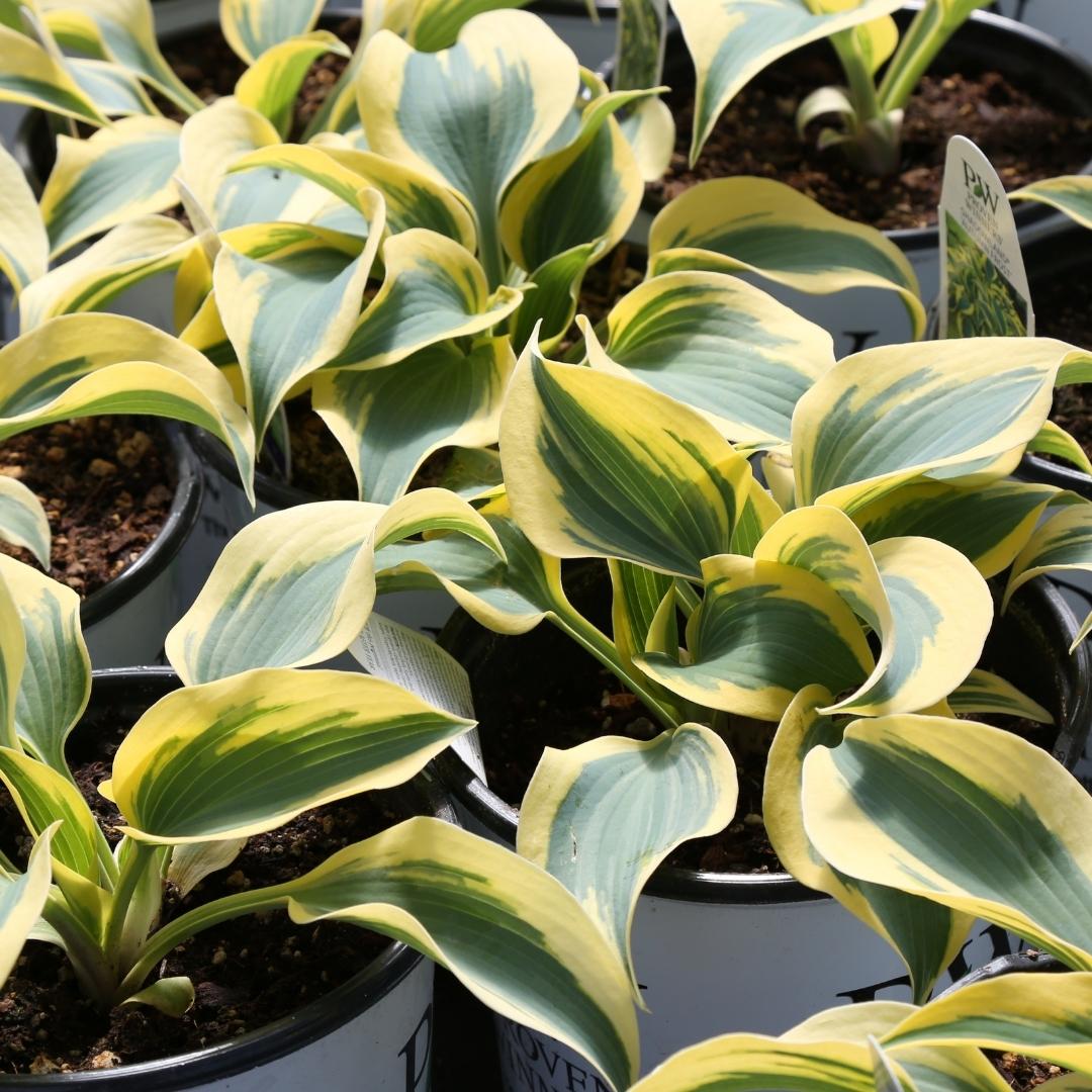 Hostas