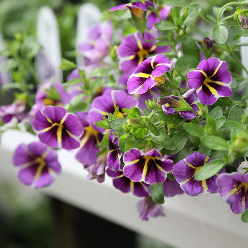 Trailing Annuals