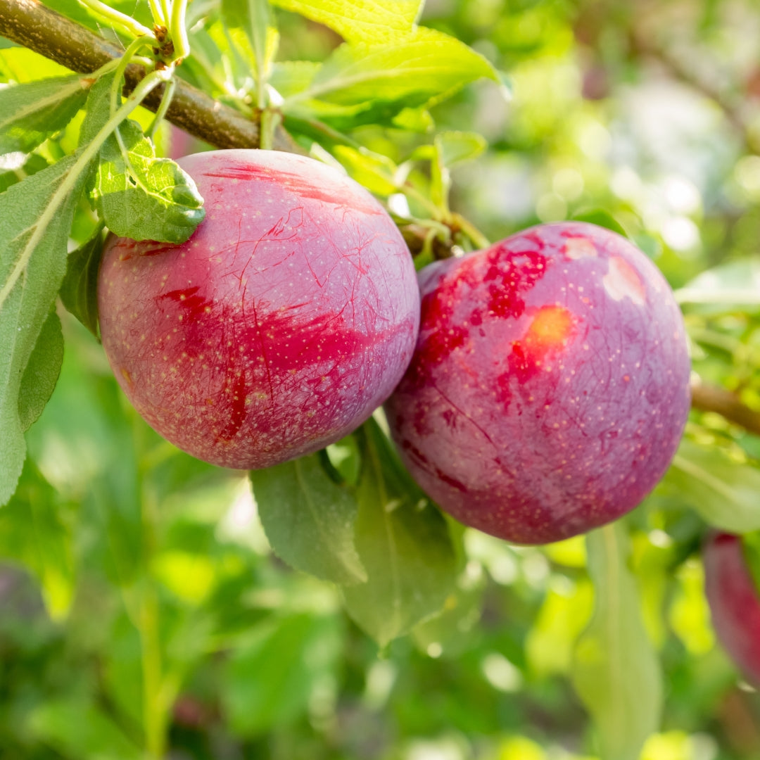 Fruit Trees