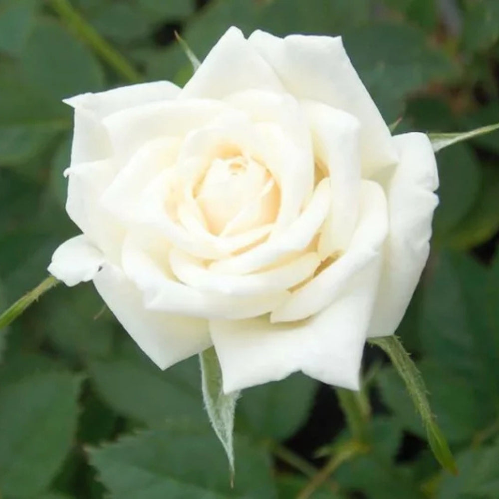 Whise Roses White Roses – Watson's Greenhouse