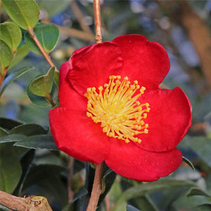 Camellias