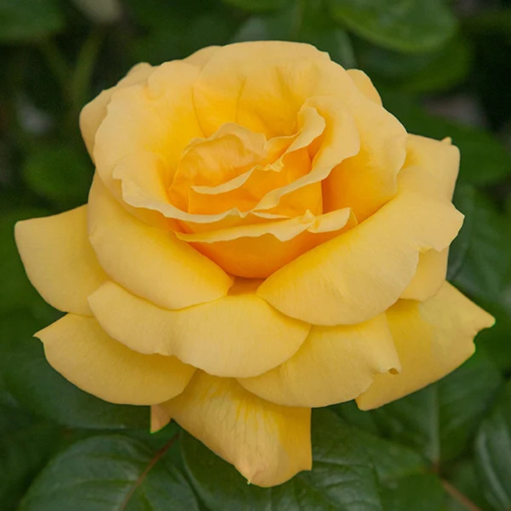 Yellow Roses