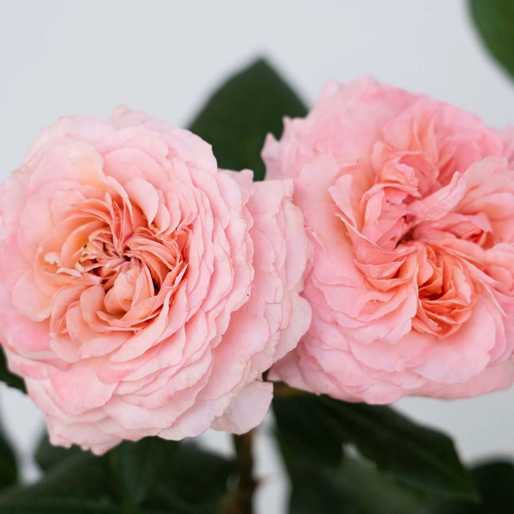 Pink And Pay Roses Pink Roses – Watson's Greenhouse