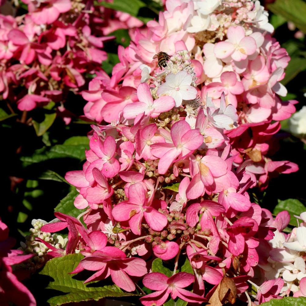 Flowering Shrubs