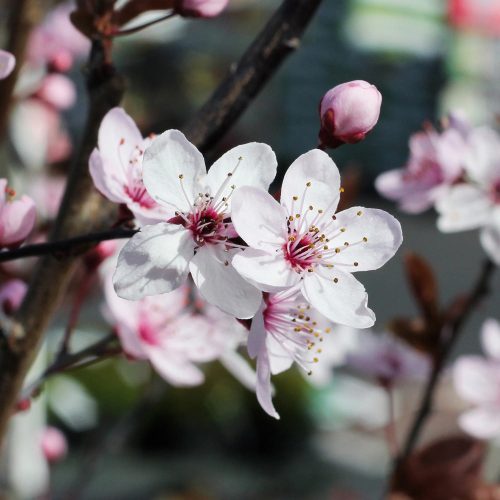 Flowering Trees