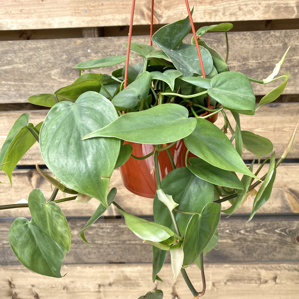 Houseplant Hanging Baskets