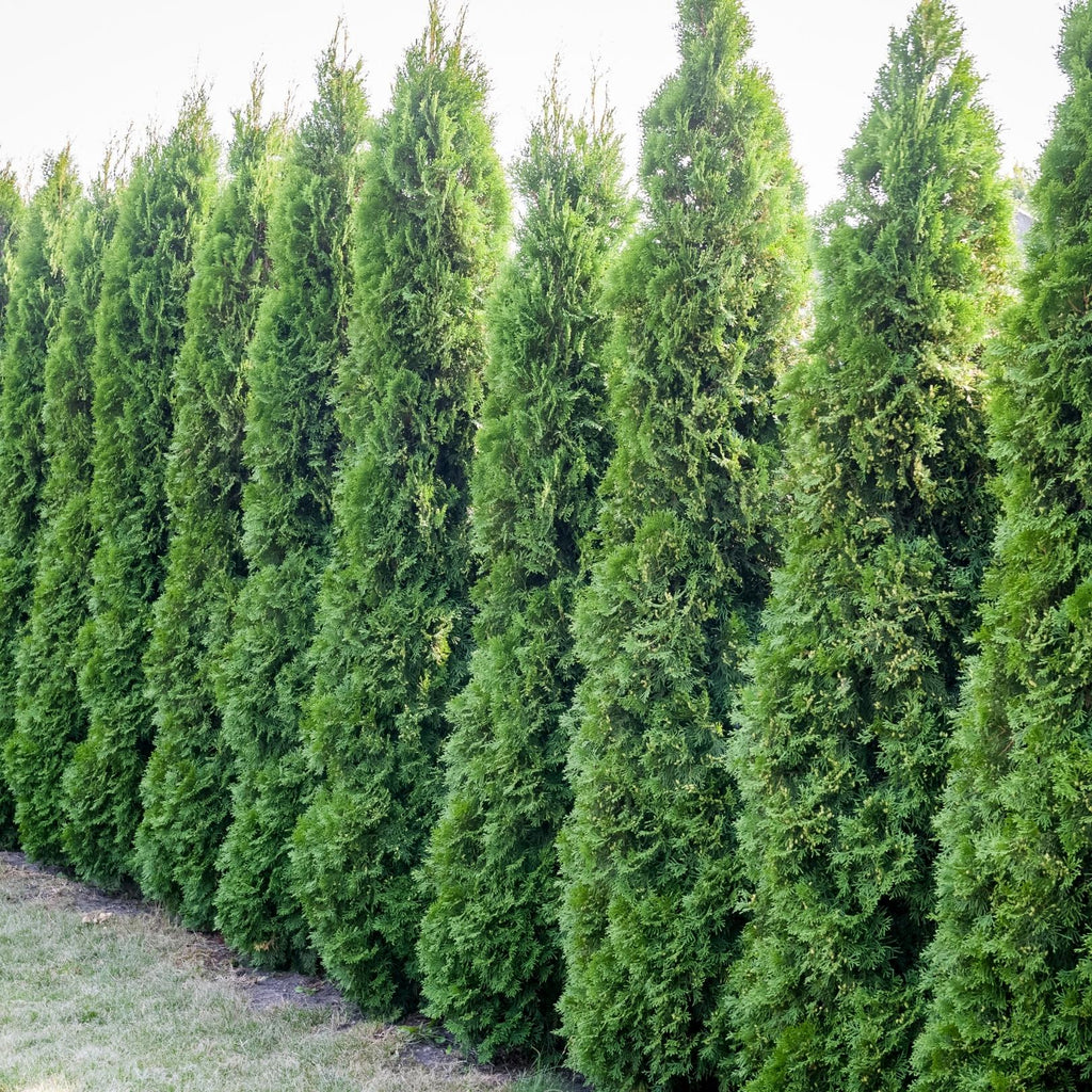 Privacy Hedges