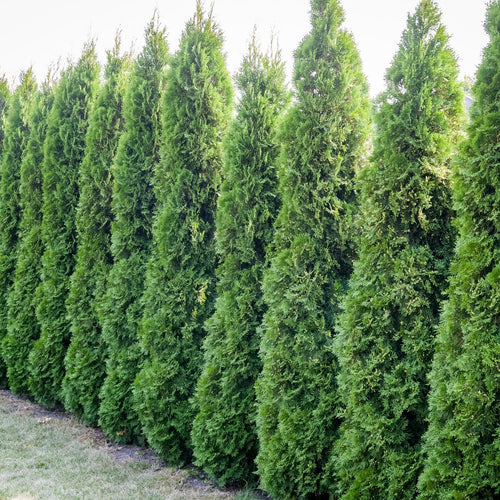 Privacy Hedges – Watson's Greenhouse