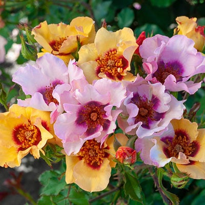 Shrub Roses