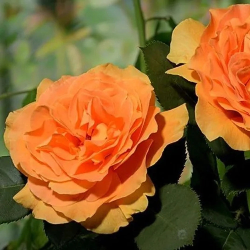 Orange Roses