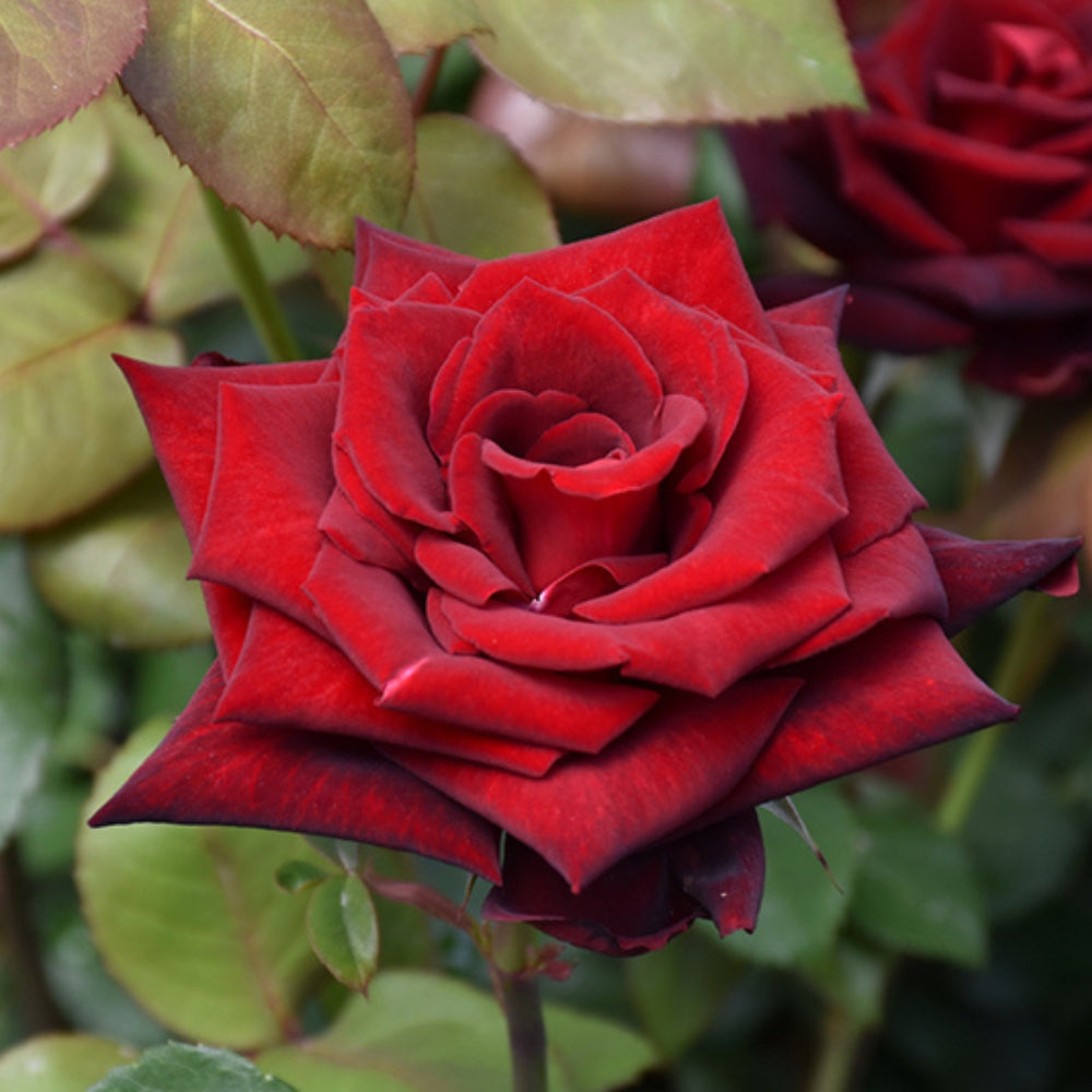 Red Roses โ Watson's Greenhouse