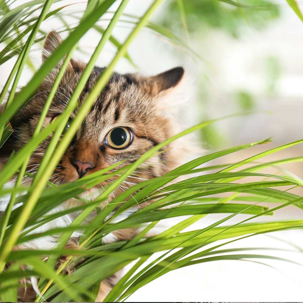 Pet Friendly Houseplants