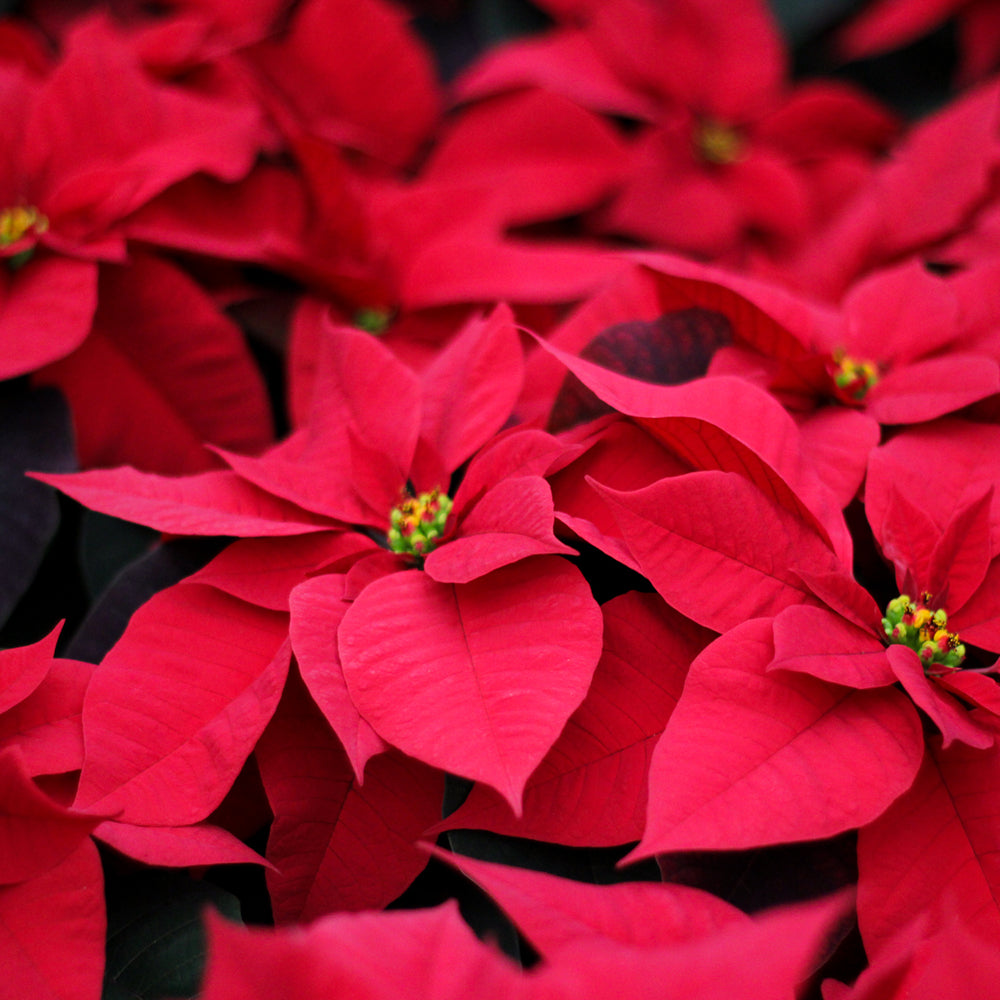 Poinsettias